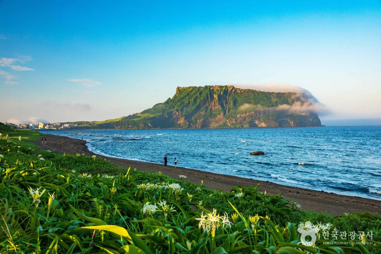Seongsan Ilchulbong rising above the Jeju coast with wild lilies in the foreground