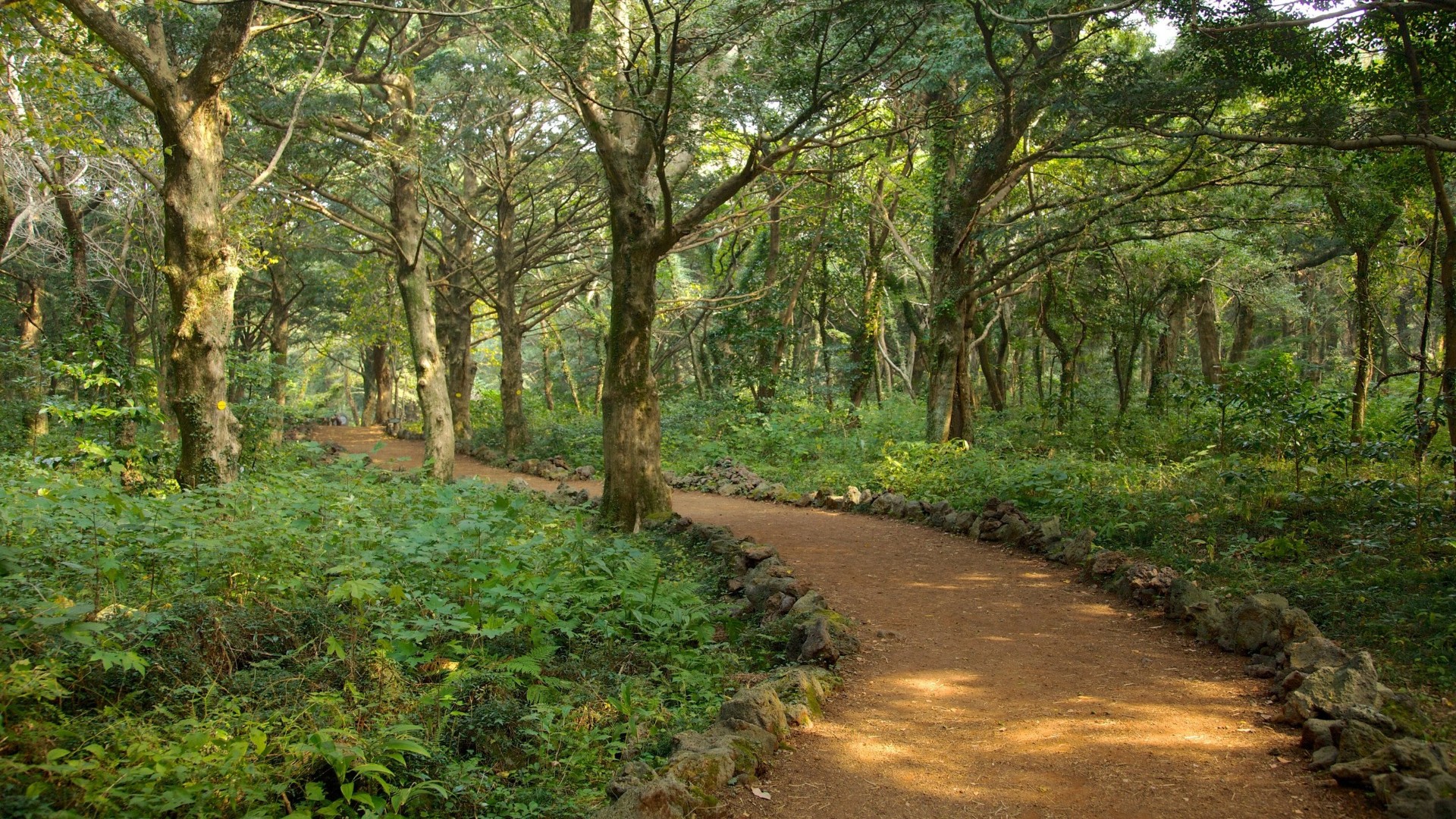 Bijarim Ancient Trees